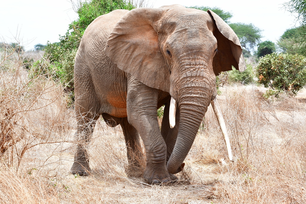 Tsavo East National Park
